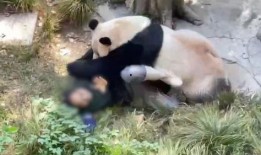 爆料熊猫事件视频大全最新,视频大全背后的惊人真相